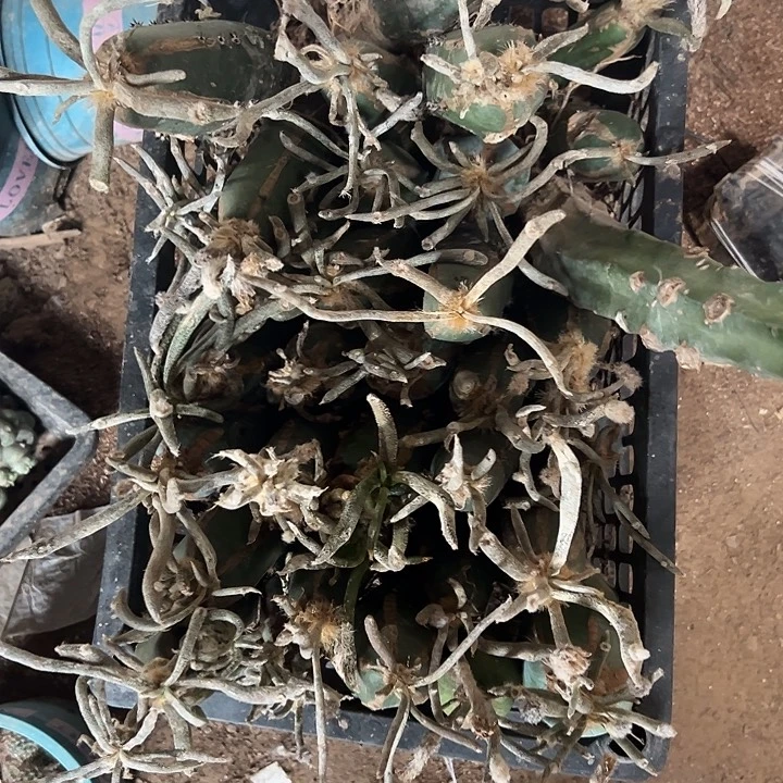 龙神木嫁接美杜莎 择优发货