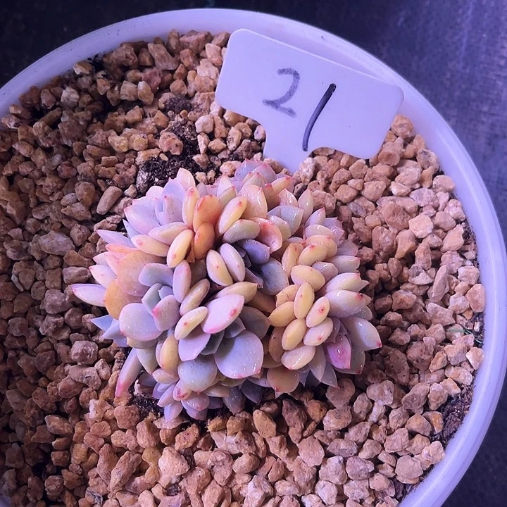 我是第一百个为妖刀应援滴打