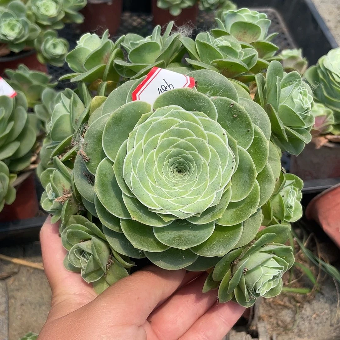 山地玫瑰多肉 486