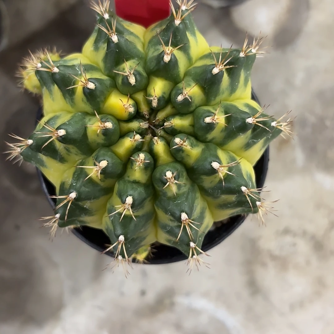 251-1031泰国发货多肉