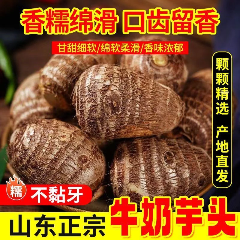 正宗山东新鲜现挖牛奶小芋头毛芋头香芋粉糯
