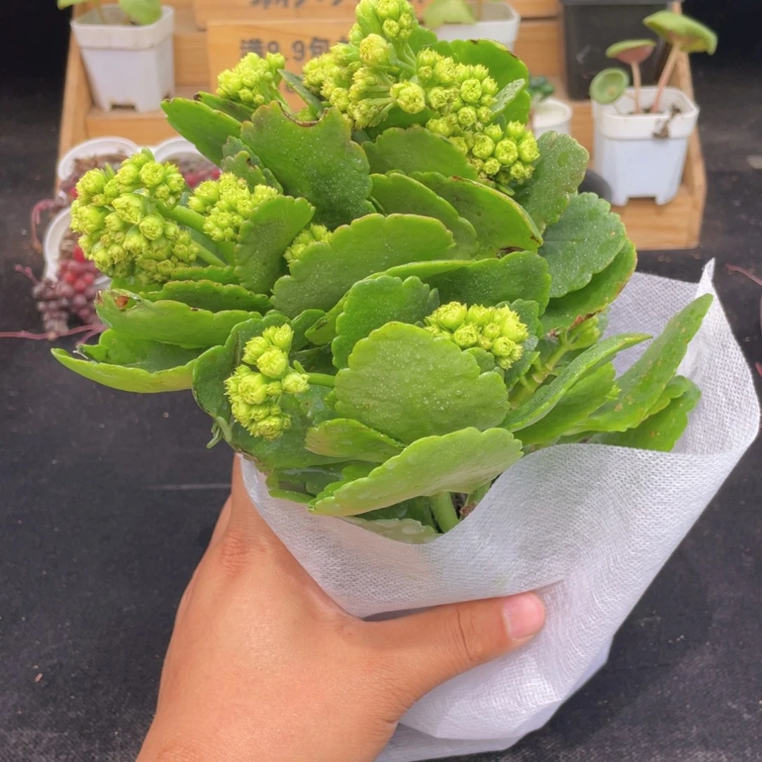 变色龙长寿花9.9包邮发货