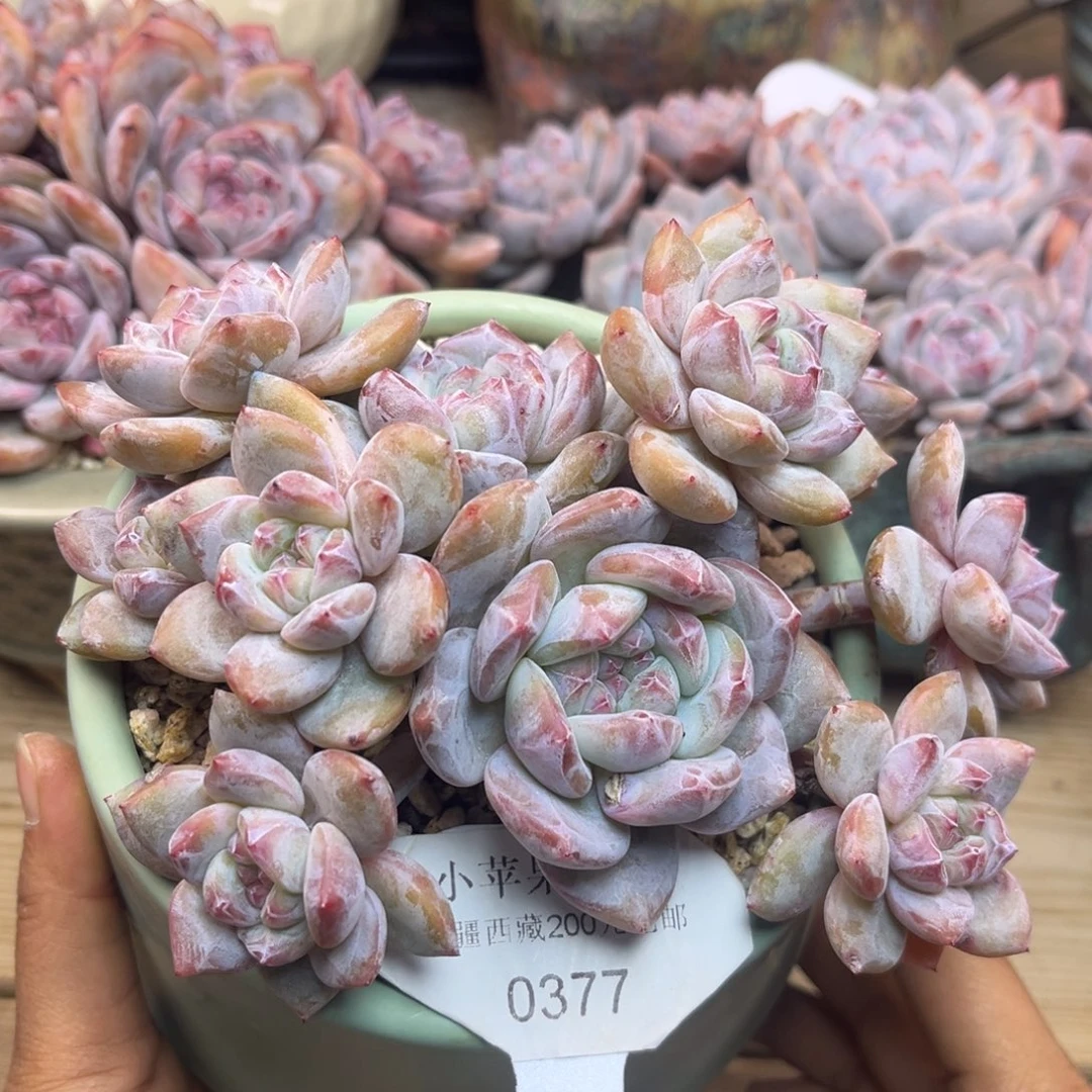 绿底紫心377/15cm10头