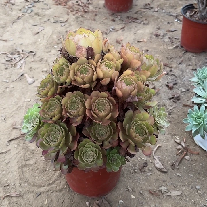 多肉植物法师桃花石6