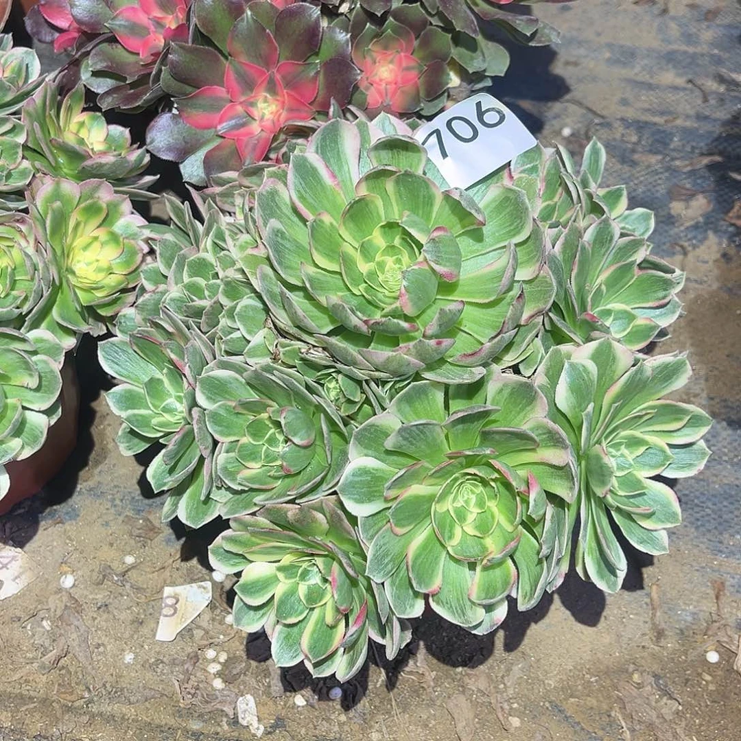 海王特别周正706号