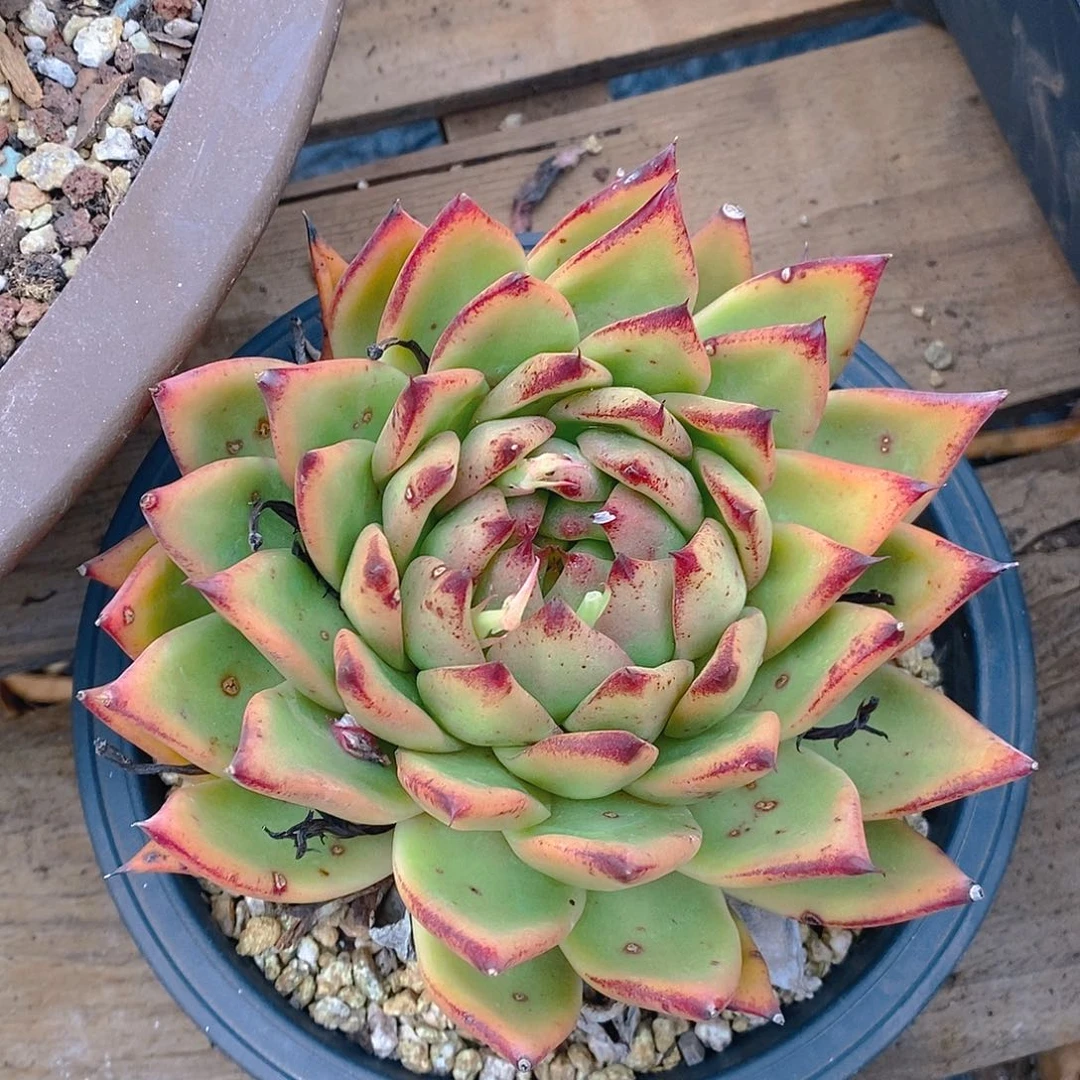 多肉植物黄金孢子玛利亚