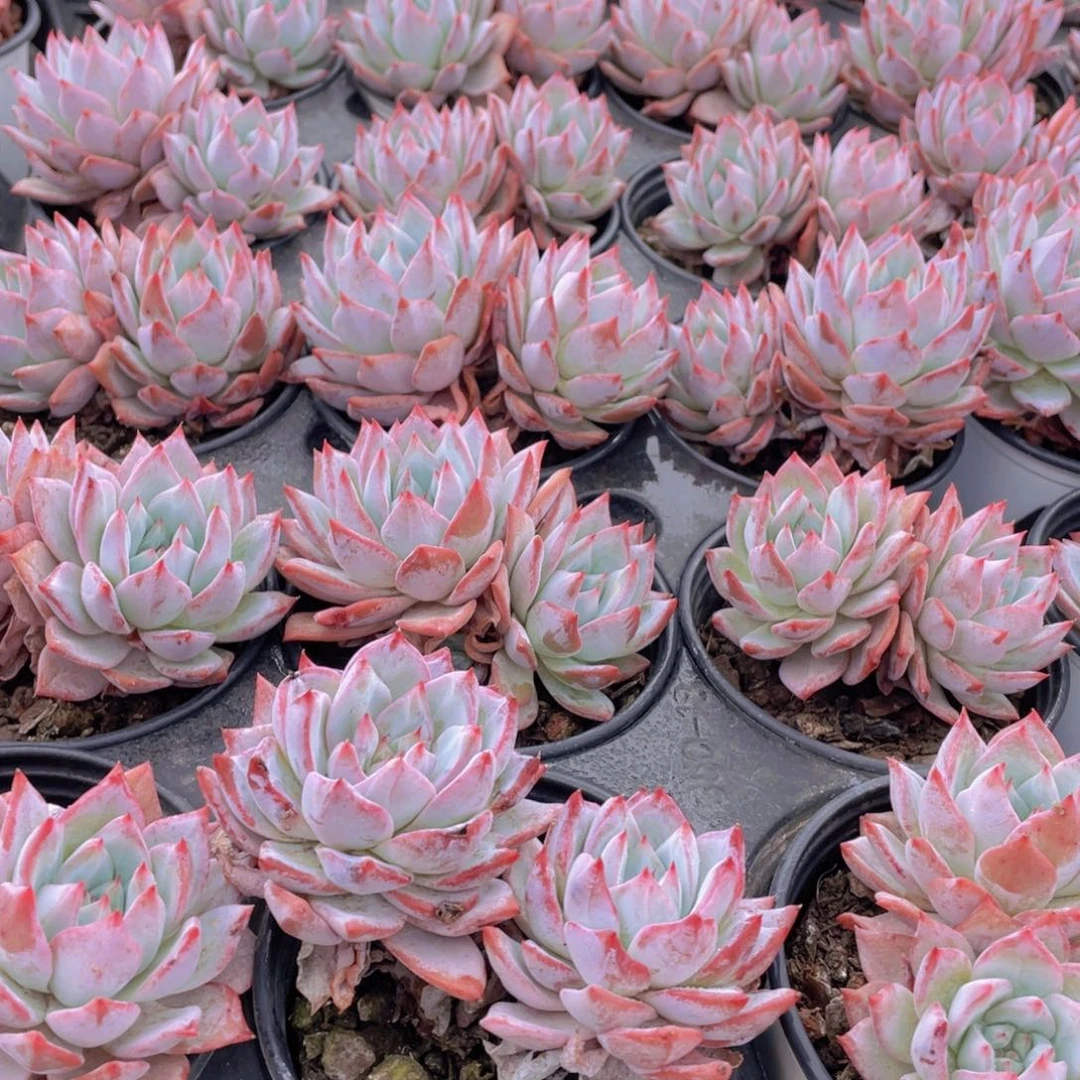 15号 开播福利韩版粉蓝鸟大双头一个