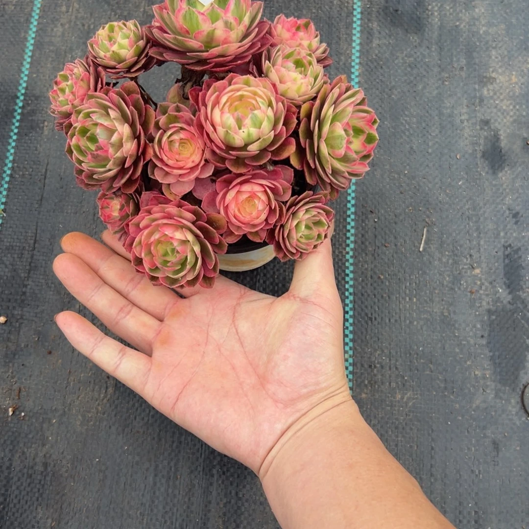 良***.多肉植物1464多肉植物