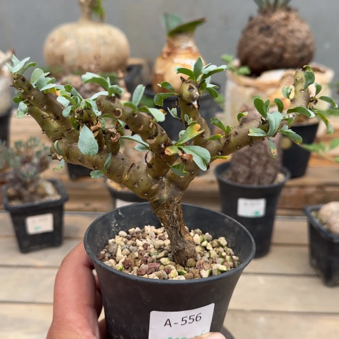 556鱼骨城块根植物