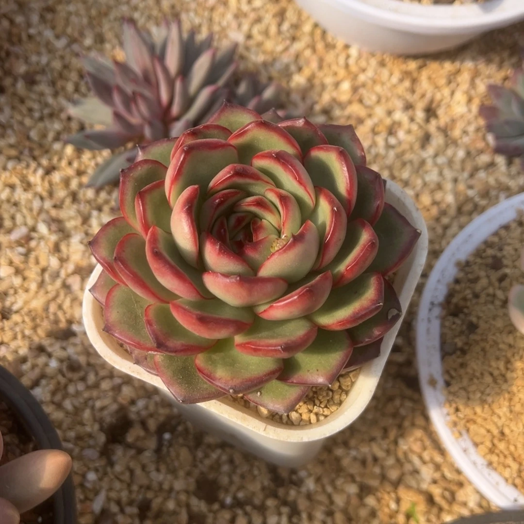 万宝龙 单头 夏鸣园艺