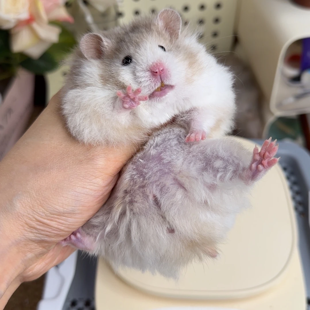 巧波弟弟128g8.8生日