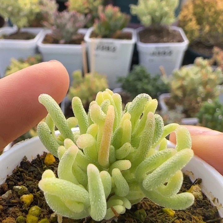 377-荧光兔白锦植物枝干