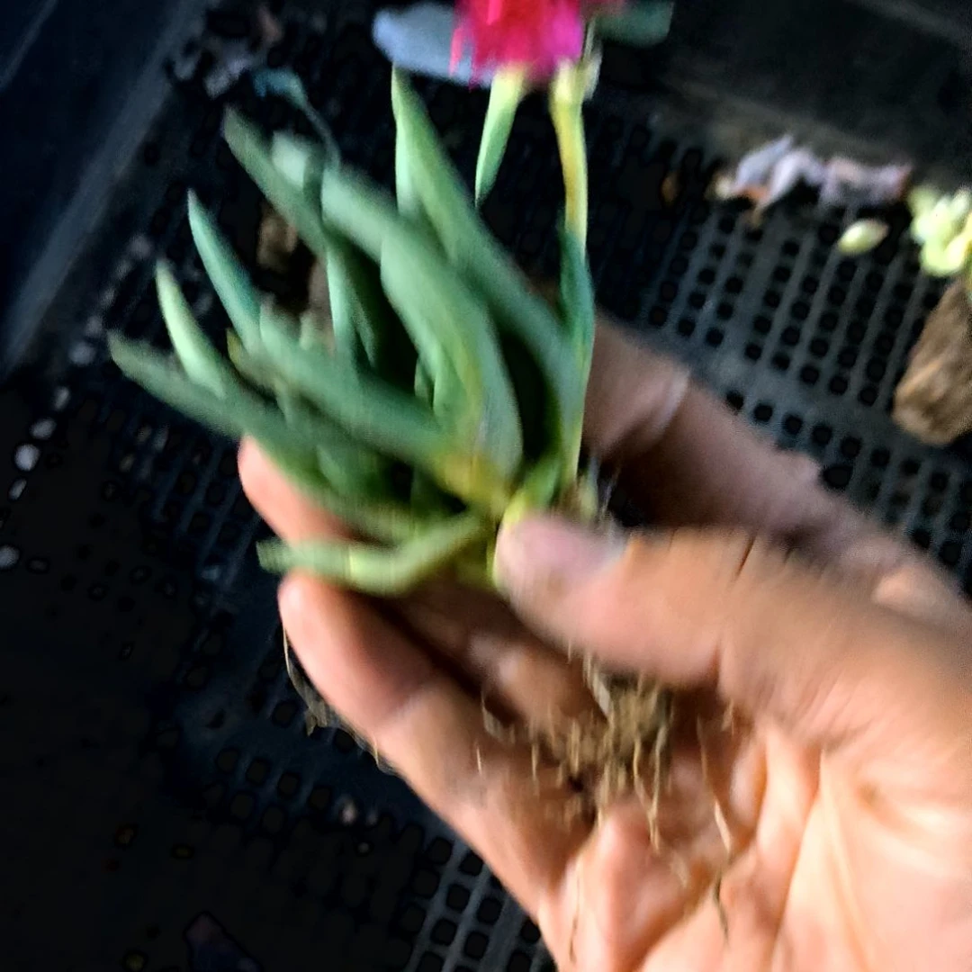 满9元包邮，大颗奔龙福利无售后