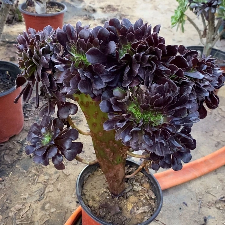 欧紫缀7多肉植物法师法师