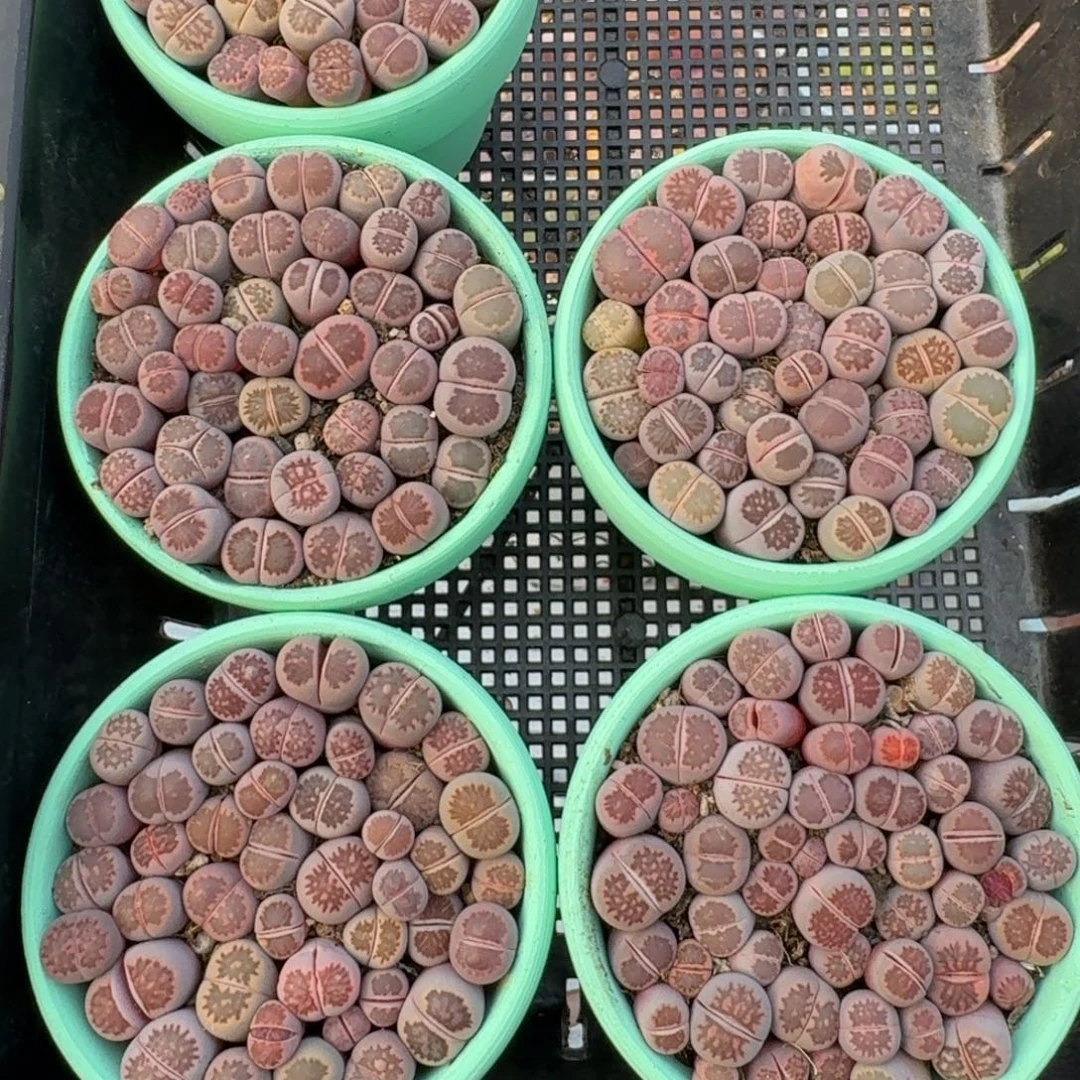 陶盆优选紫菊切糕福利一份