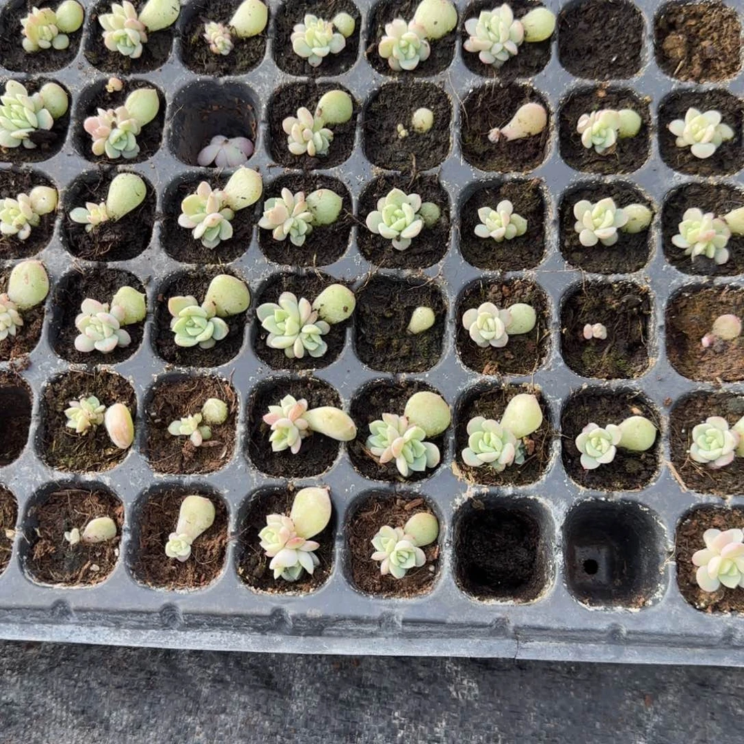 云间穴3个满25包邮