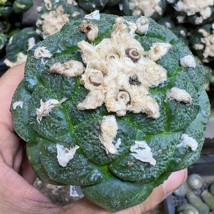 小**艺福利苗接连山509