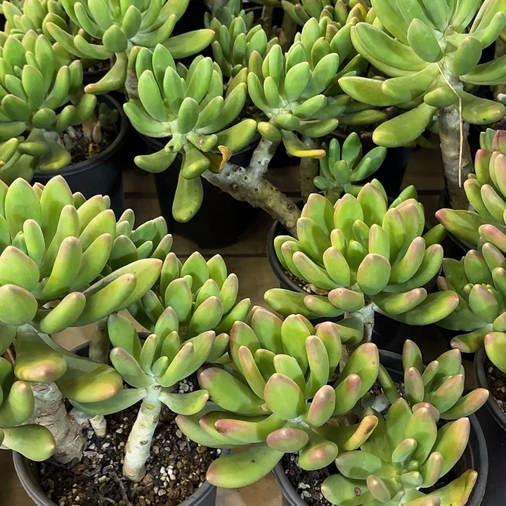 金蝉群生老桩四头起发