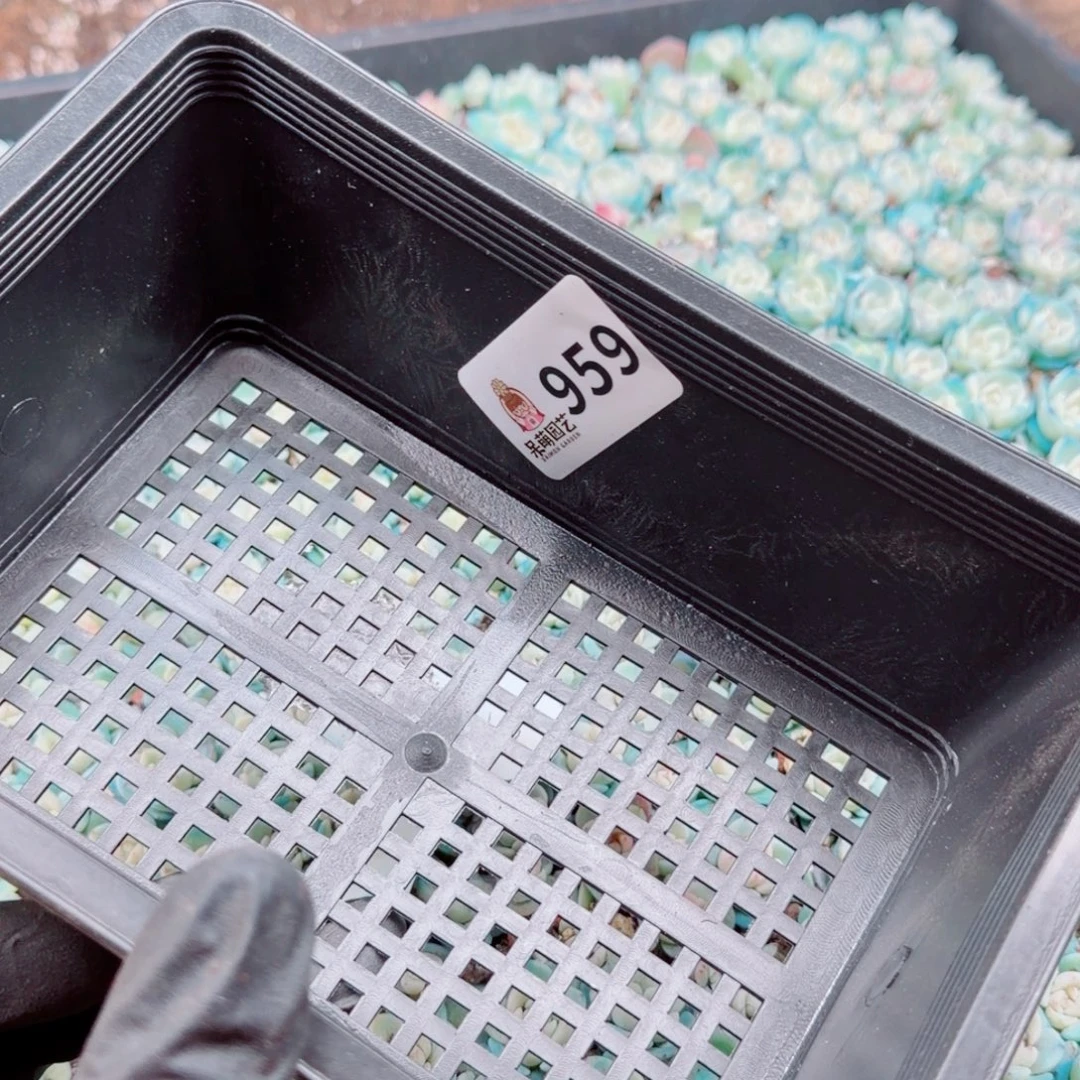 泡***x多肉植物多肉植物