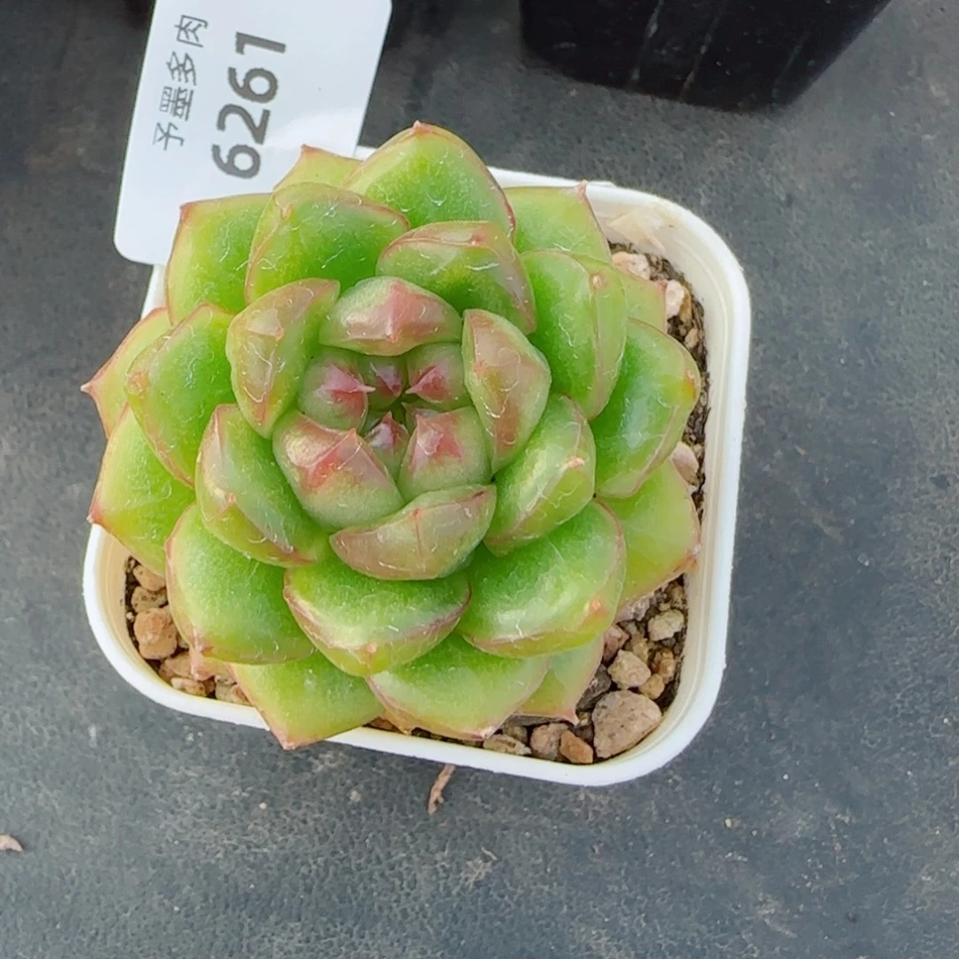 糖果珍妮，6261多肉植物