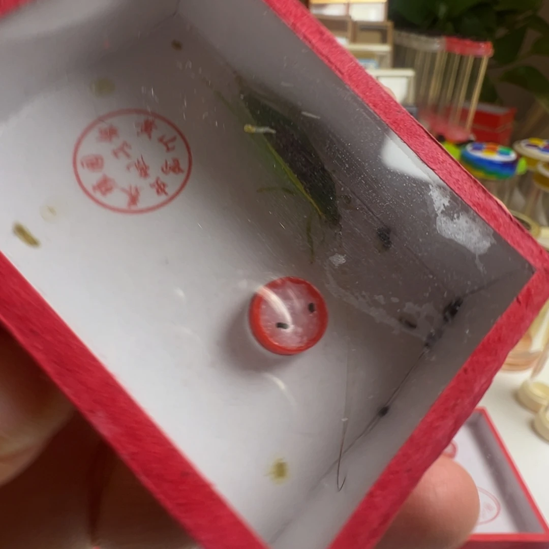 蟋蟀一只长须单口金钟