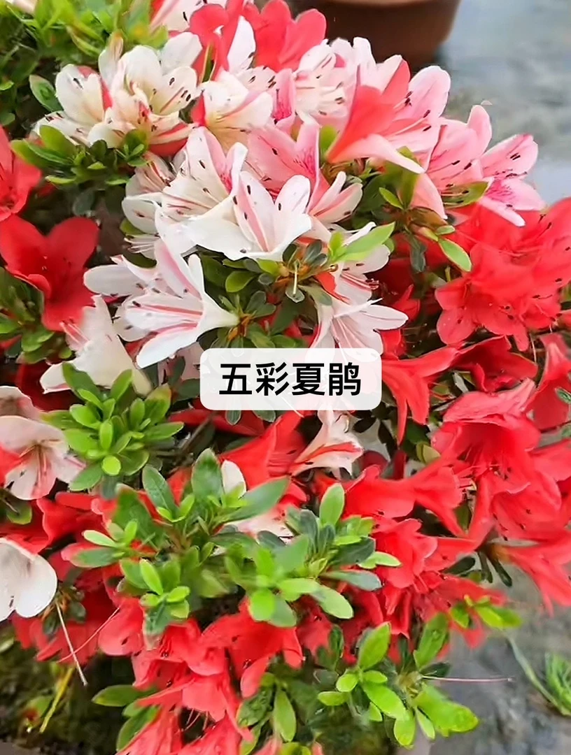 【皋月系列杜鹃】耐热耐寒室外室内皆可种植 基地直发