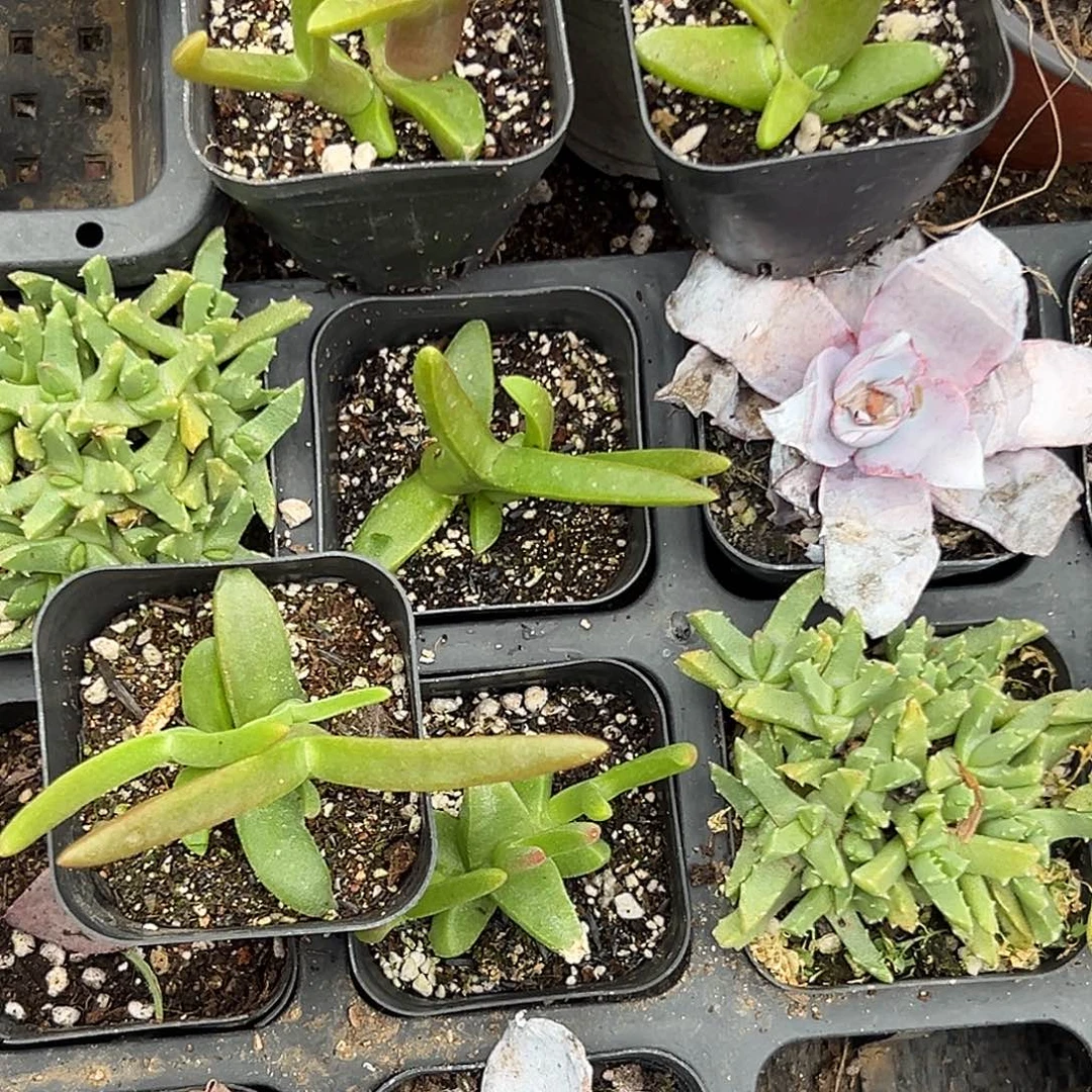 恶***使多肉植物五颗肉肉