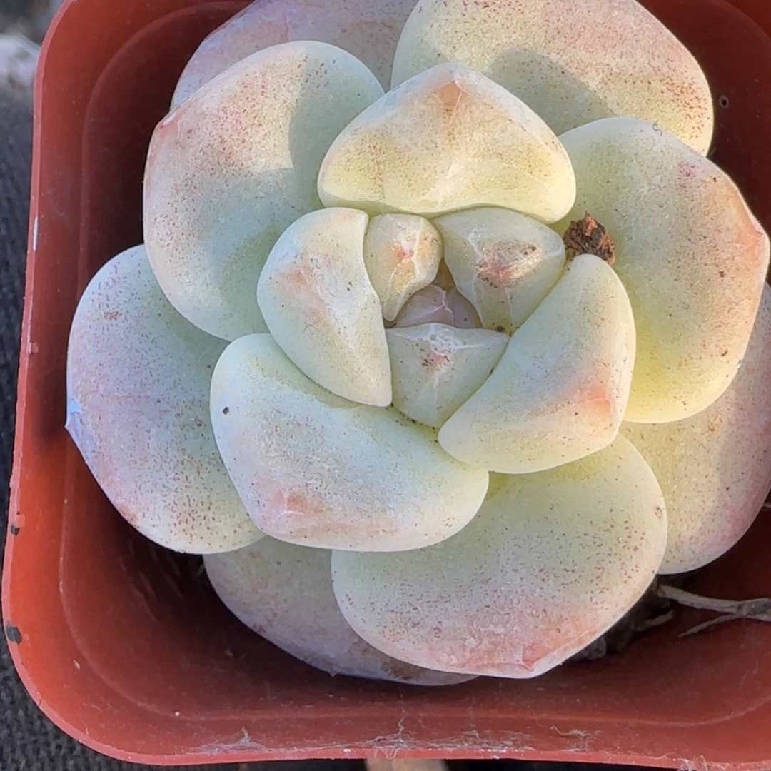 小卡拉米糖心一物一拍