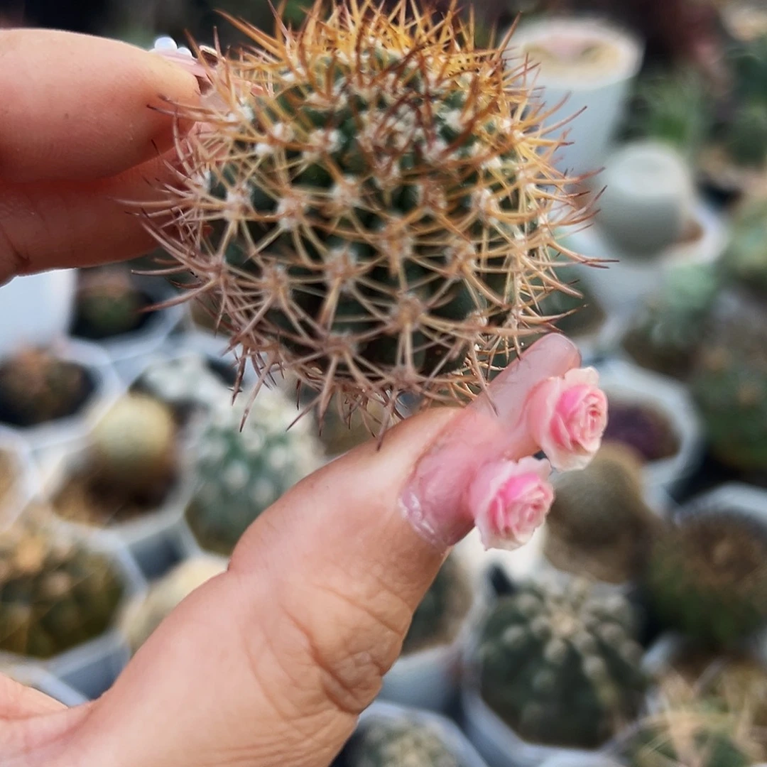 逆豹仙人球666666666