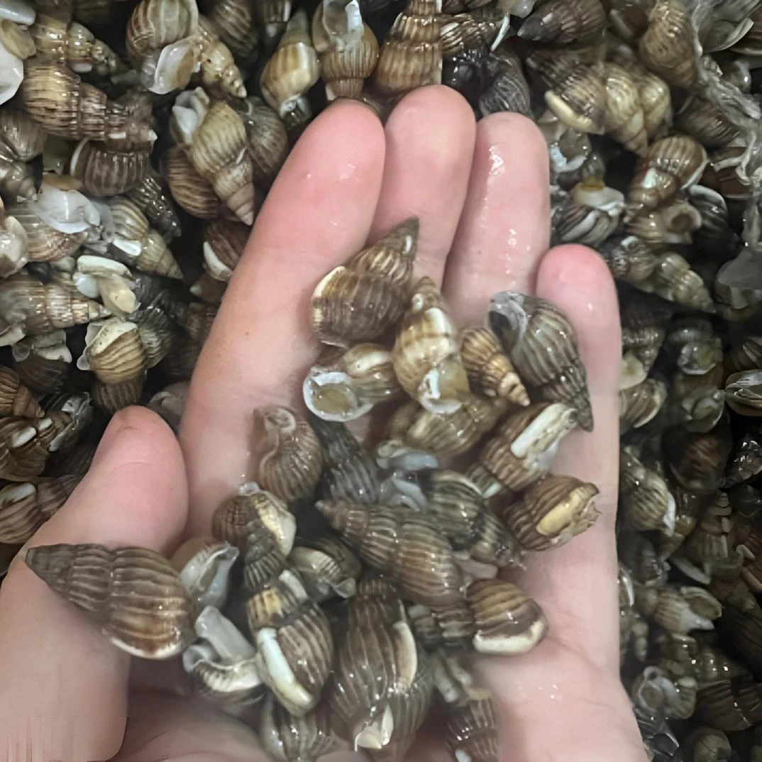 【大号】鲜活东港海锥锥瓜子螺 顺丰包邮 嫌小介意勿拍
