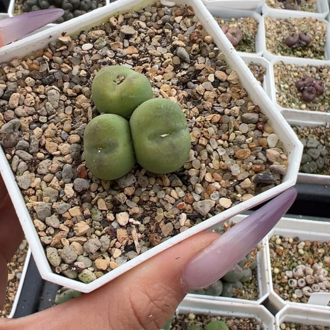 锦***王羽毛纹多肉植物多肉