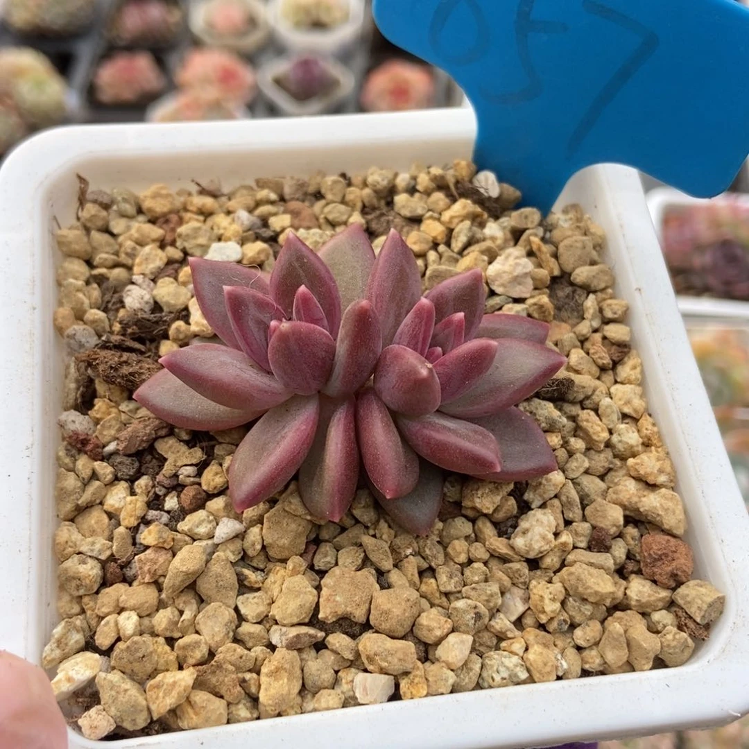 857迷雾泡泡多肉植物