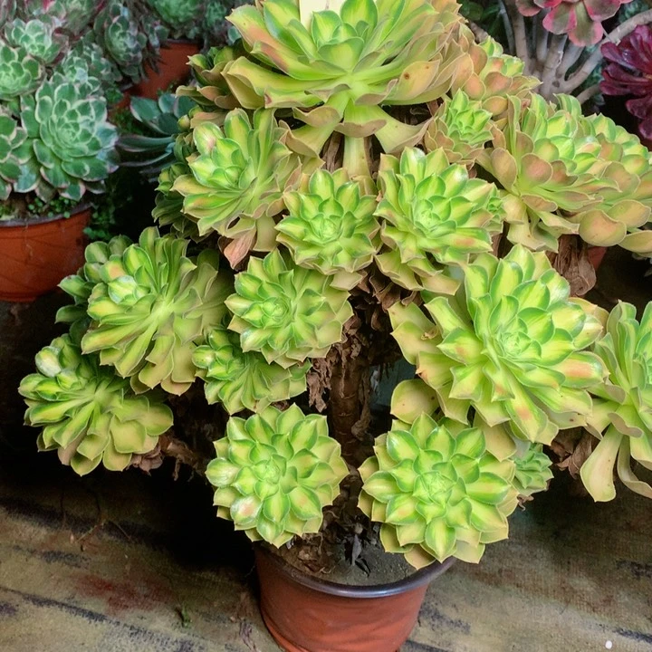 洪*苗96韶华多肉一物一拍