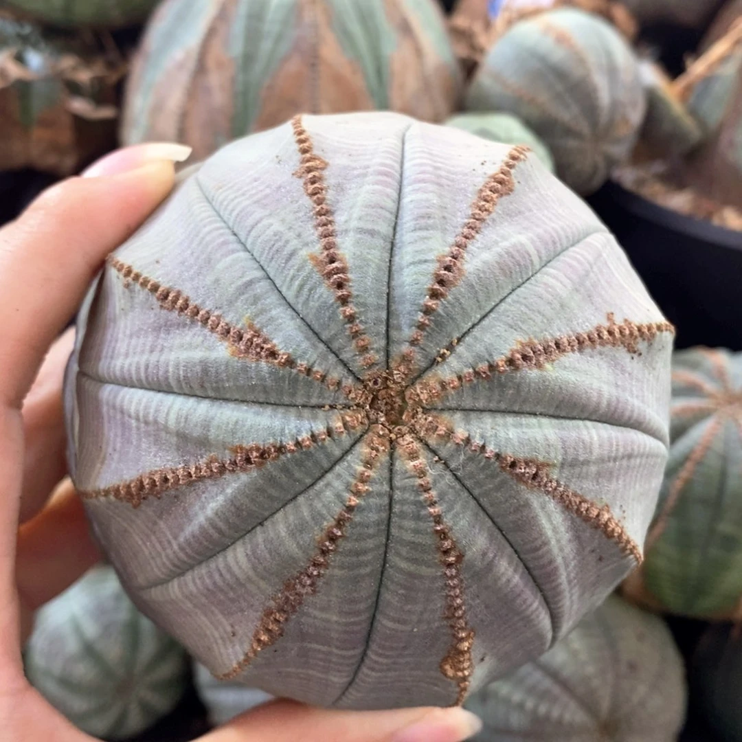 18欧系实生布纹球一物一拍