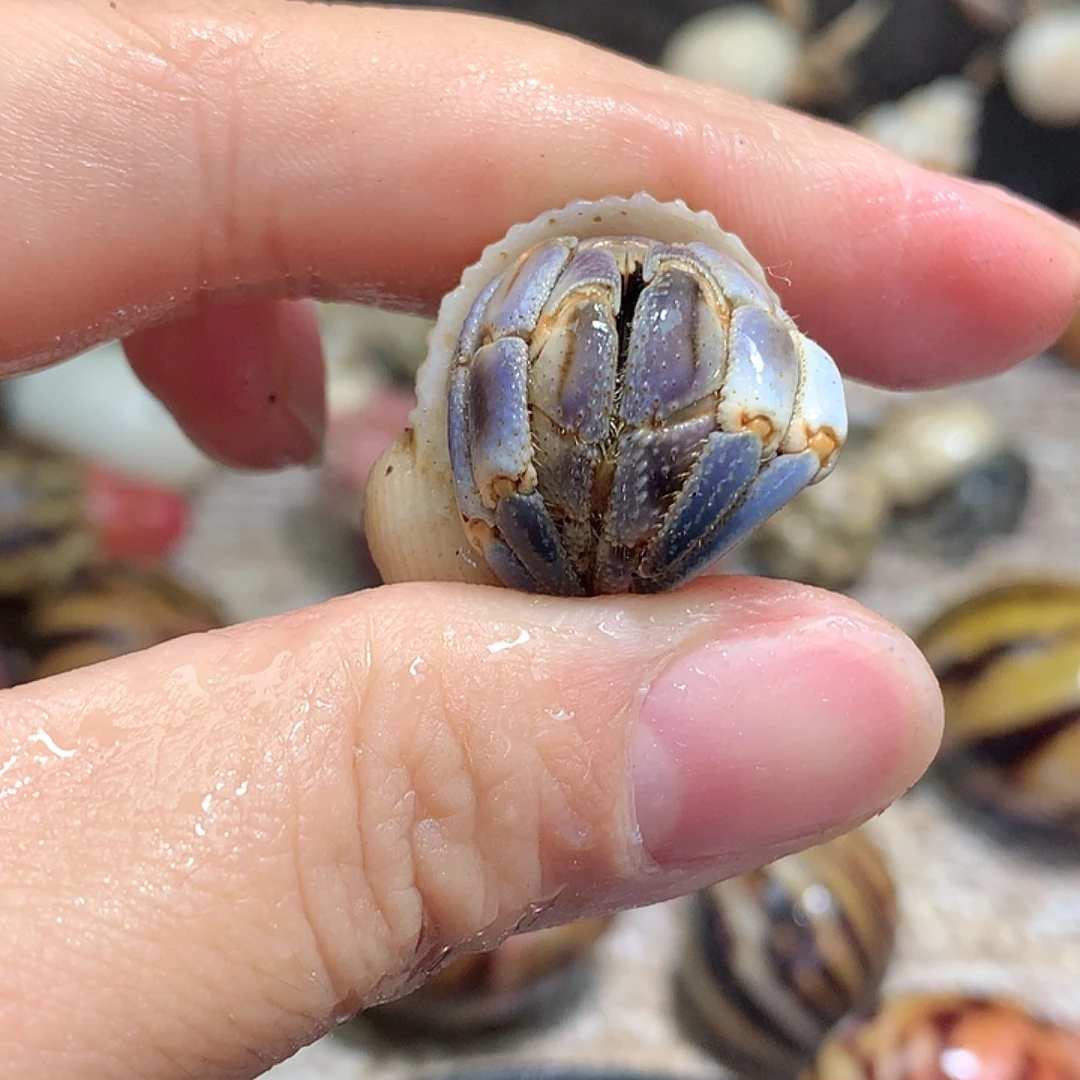 1.8口径奔跑的寄居蟹18号