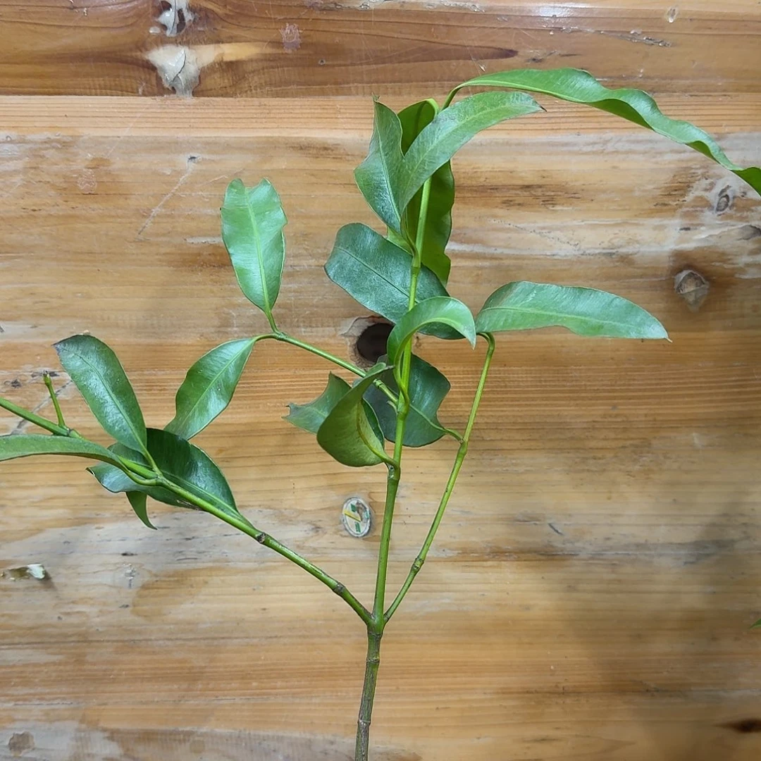 心***站当前无花栽培后可以开花山竹