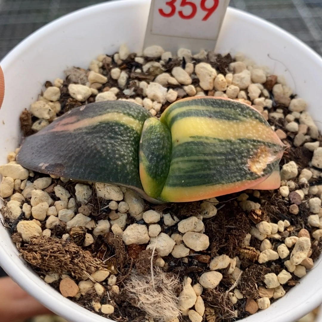 359号卧牛锦多肉植物