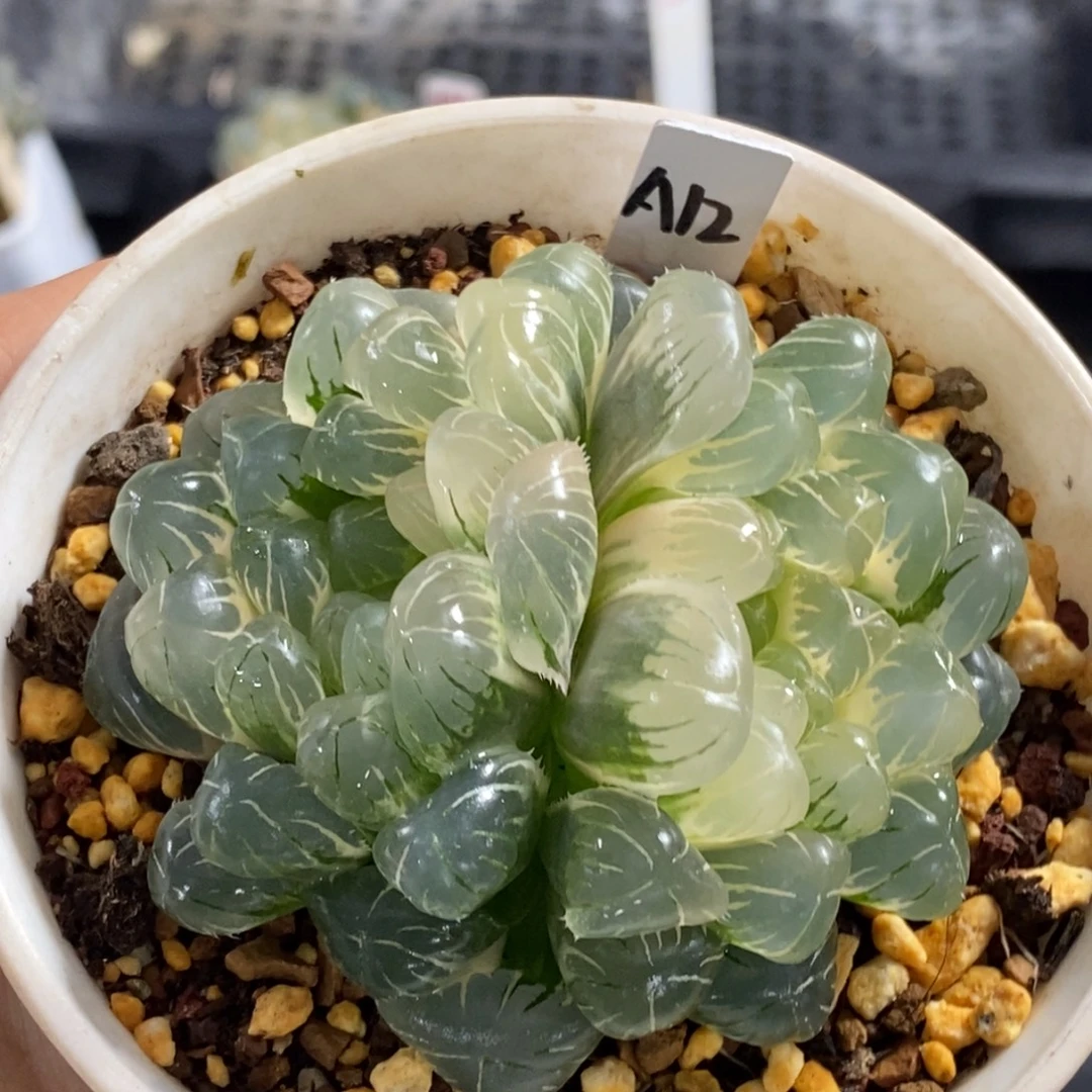 A12号糊斑湖水玉露锦双头