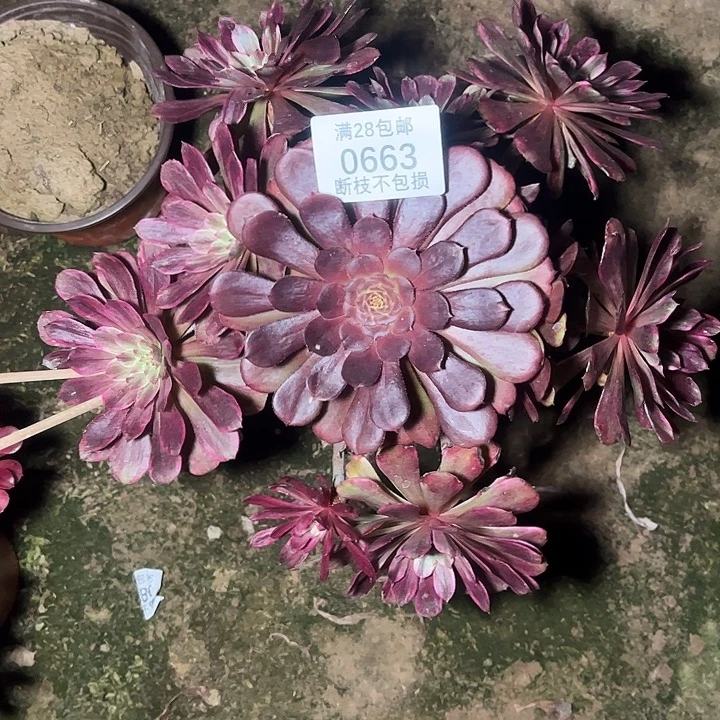 0663水墨画多肉植物