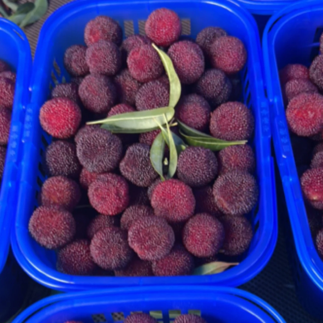 15-20克【仙居村姑东魁杨梅】现摘现发（篮装）当季水果顺丰冷链运输