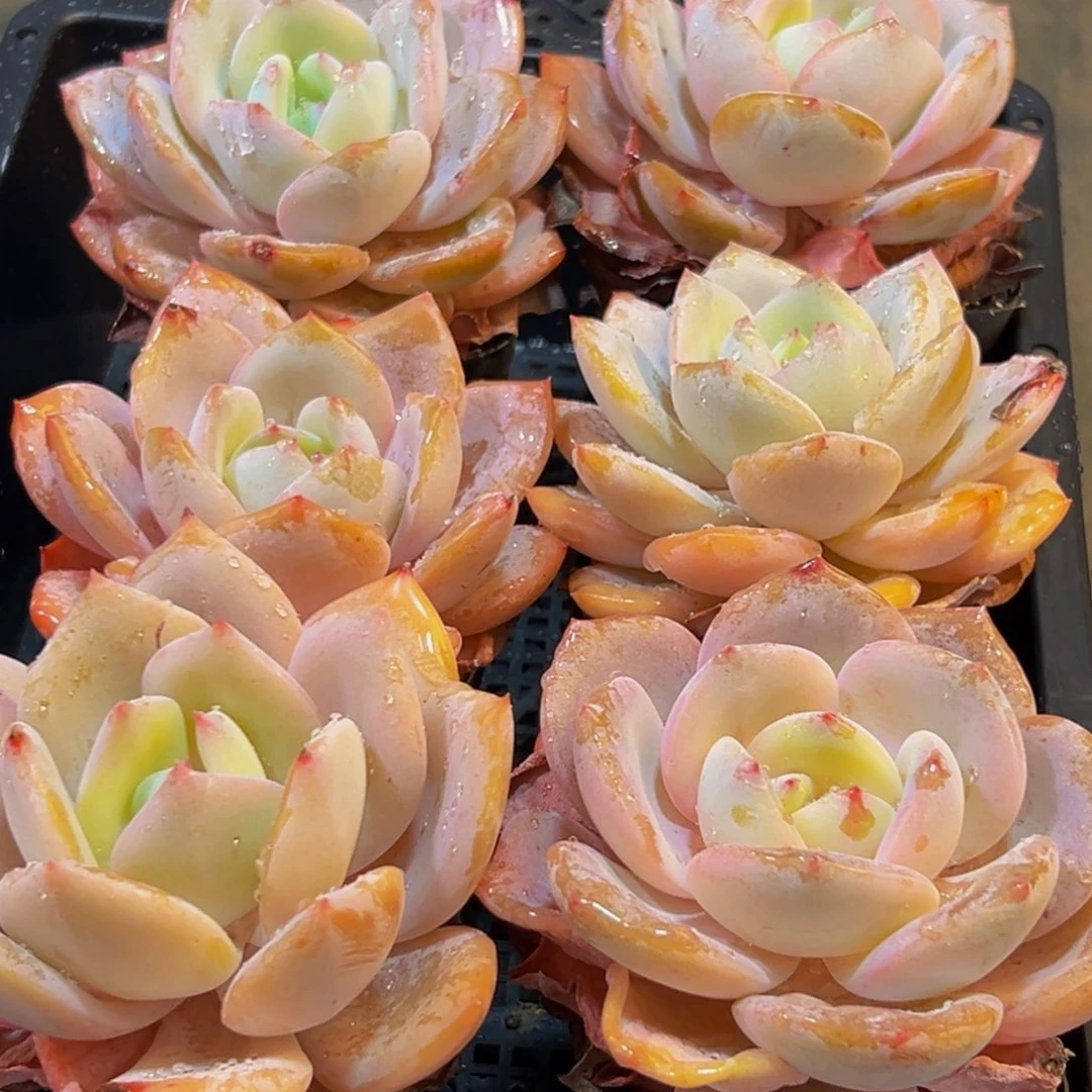 121多肉葡萄的味道真的是很不错啊