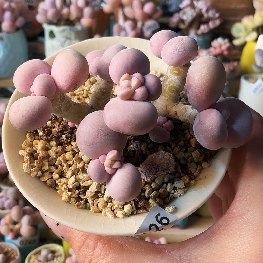 7****多肉植物的生长发育和生长发育