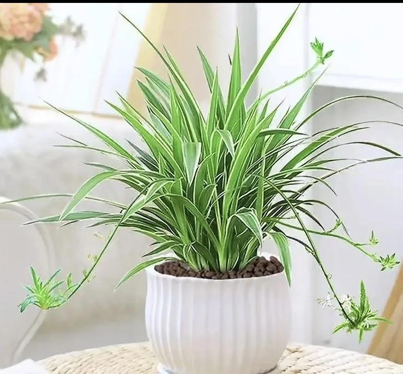 【新疆包邮】金边吊兰盆栽阳台办公室内花卉绿植好养垂吊植物室内