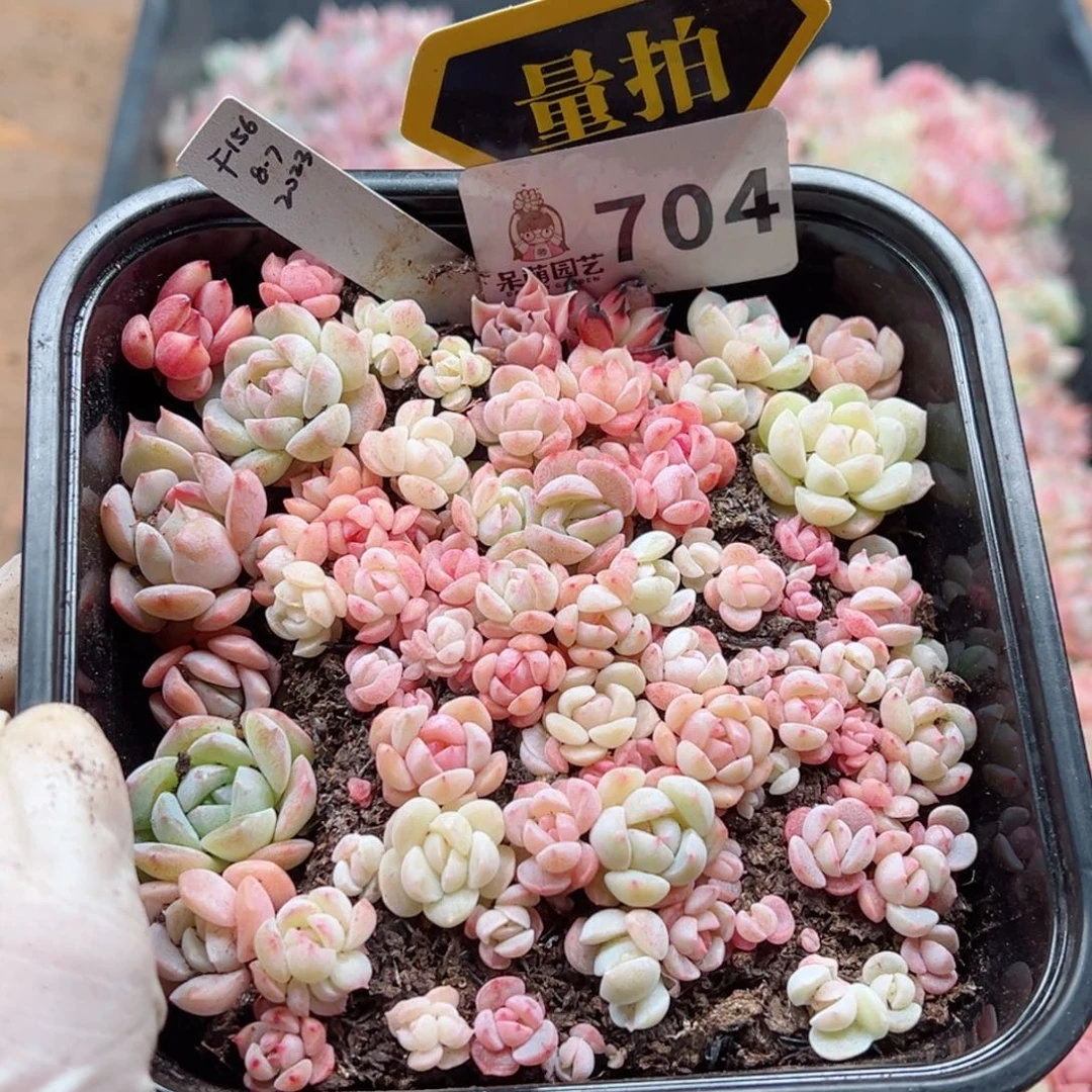 多肉植物多肉植物