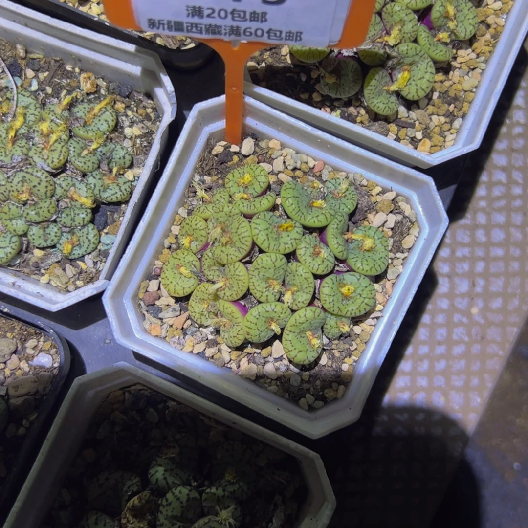 775 一物一拍，默认有伤，介意勿拍，不退不换