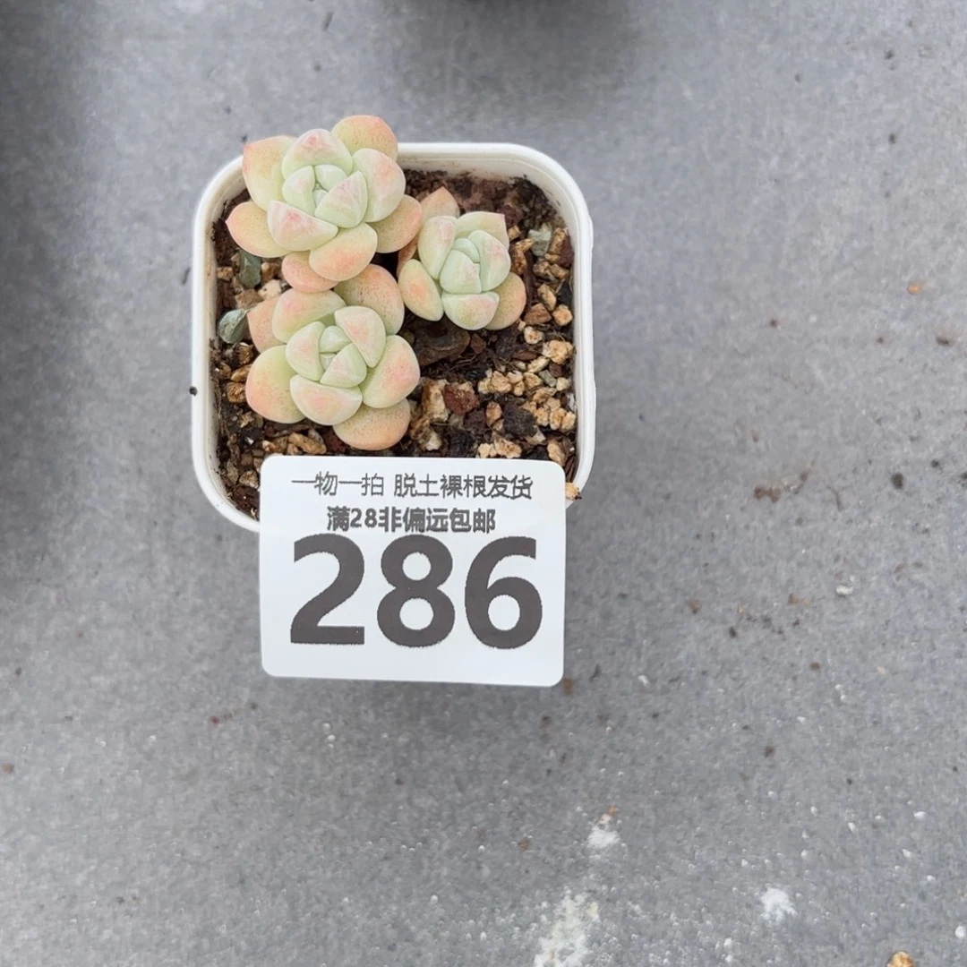 小***达冰玉老桩无盆土发货