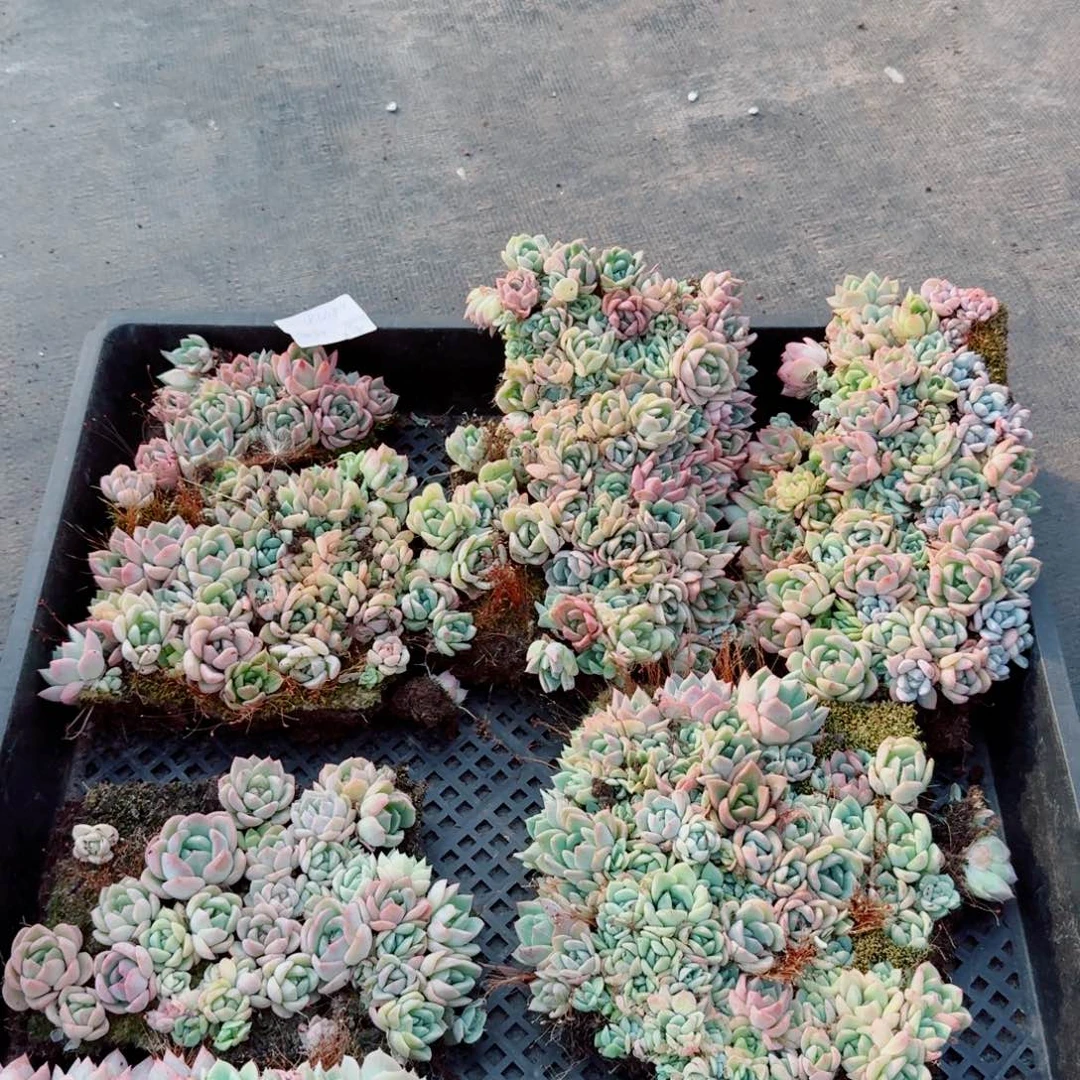 13-51珍妮切糕加种子灰一份量拍