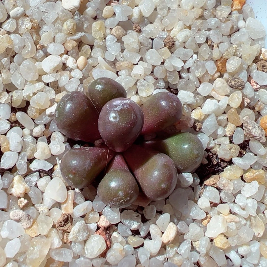 1202-353多肉多日