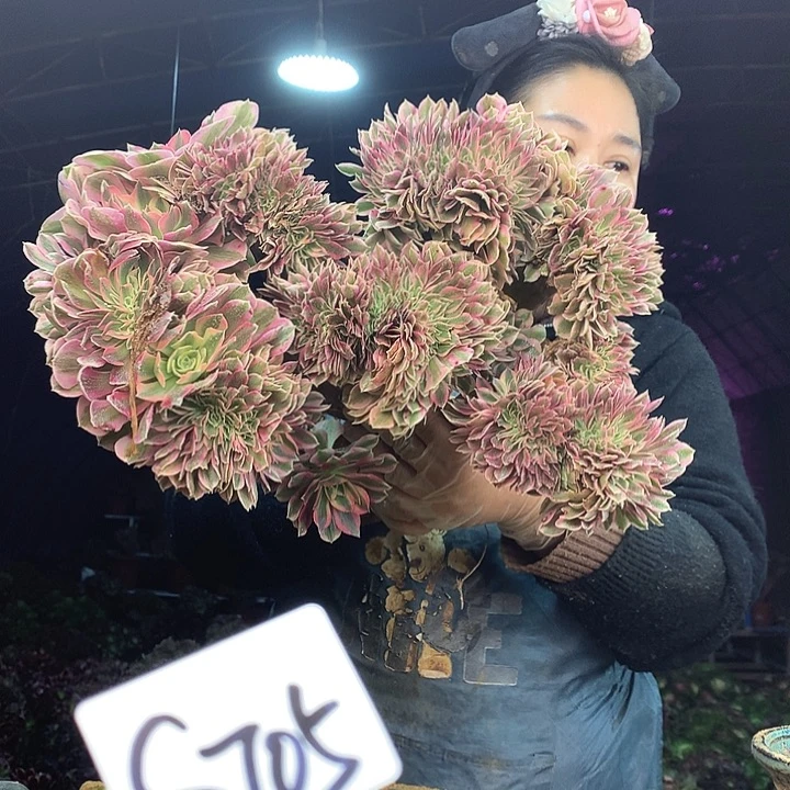 柒柒精品多肉脱土发货不包断侧枝S705