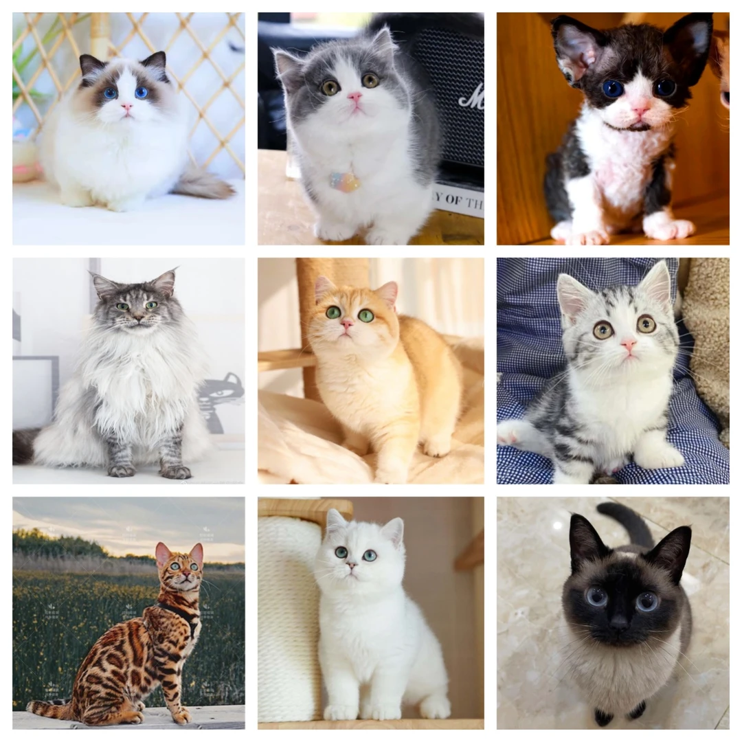 【怜栖猫咪全品种2】 金渐层 银渐层 布偶猫 缅因猫